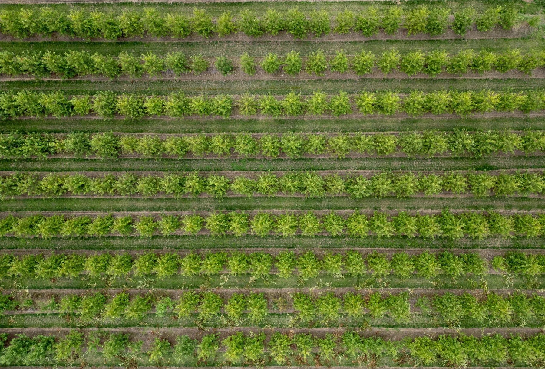 Rows in a modern orchard