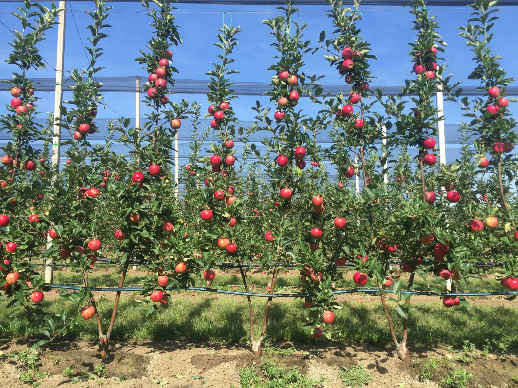 Modern double-leader orchard systems