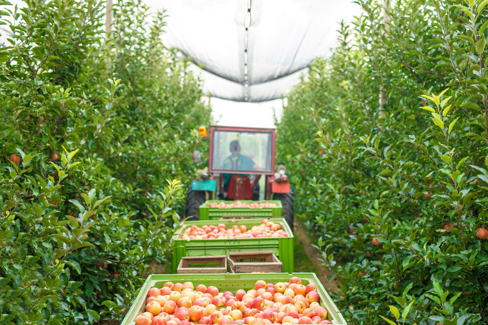 Apples
