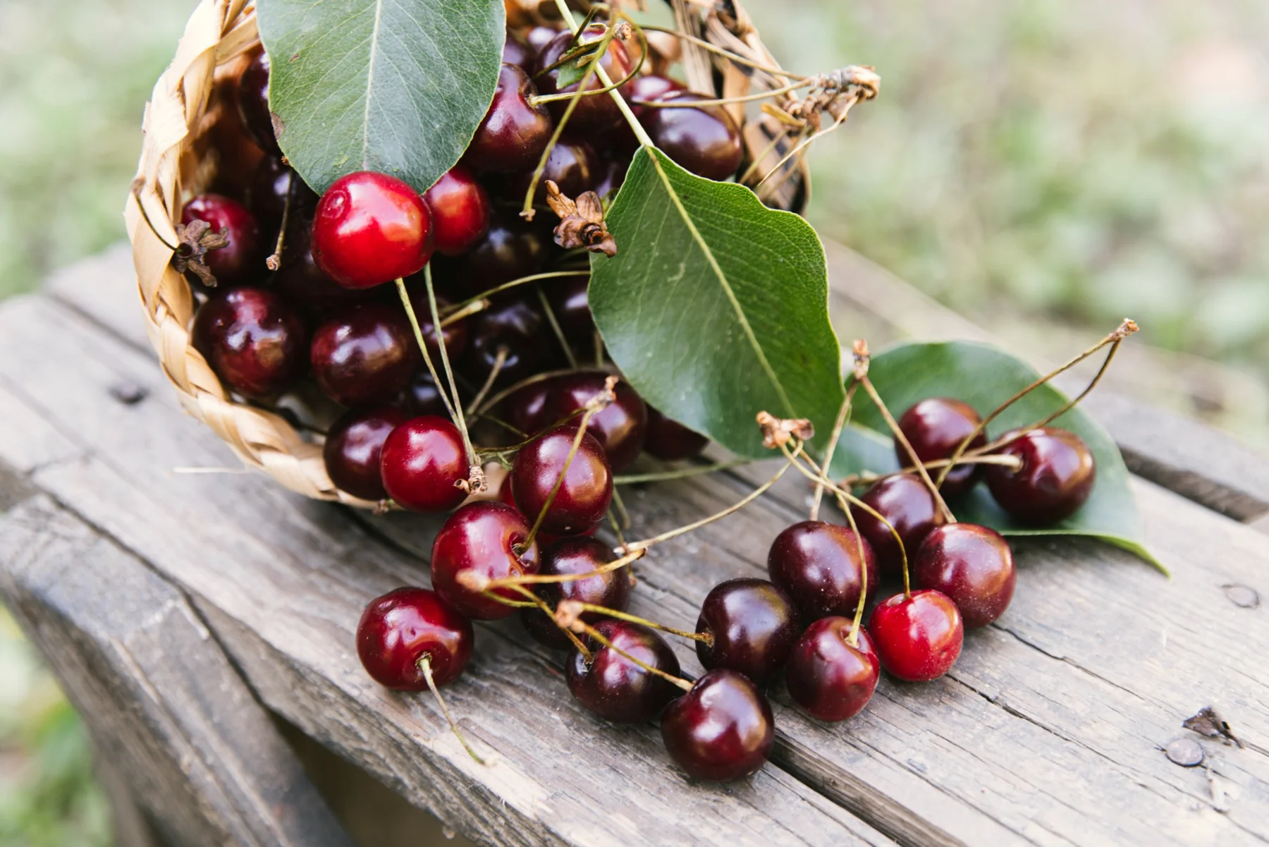 Cherries