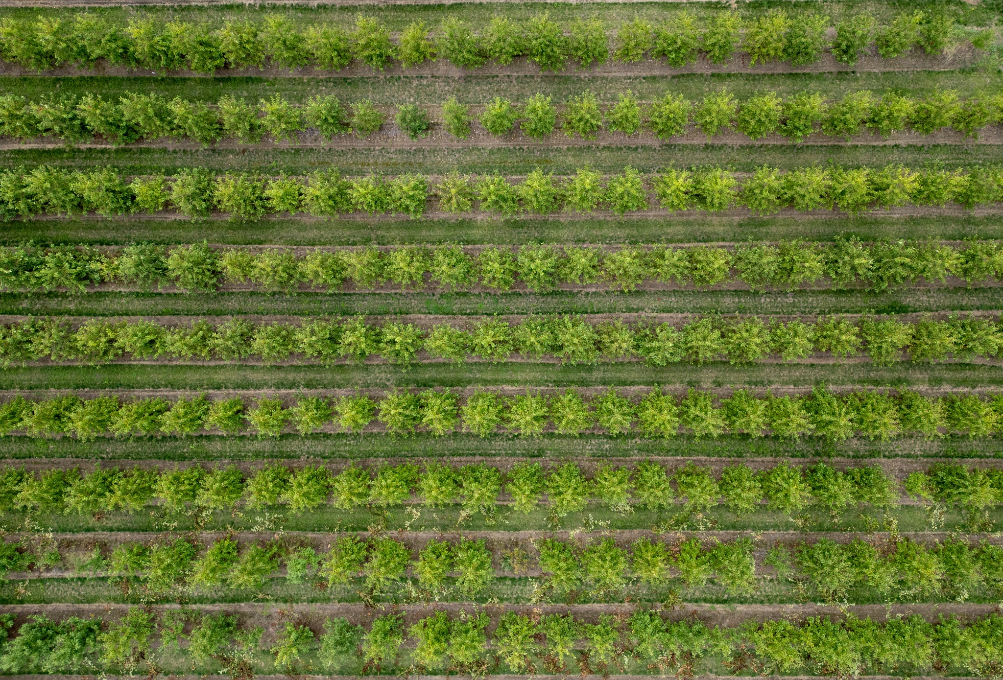 Kashmir Agriventures gallery image