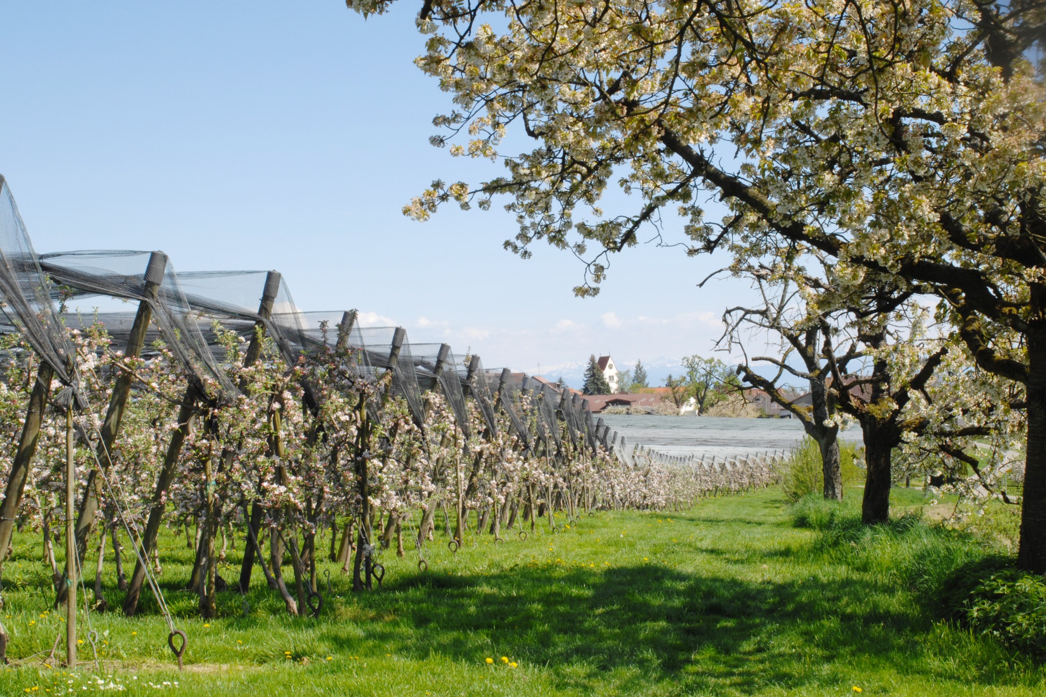 Kashmir Agriventures gallery image