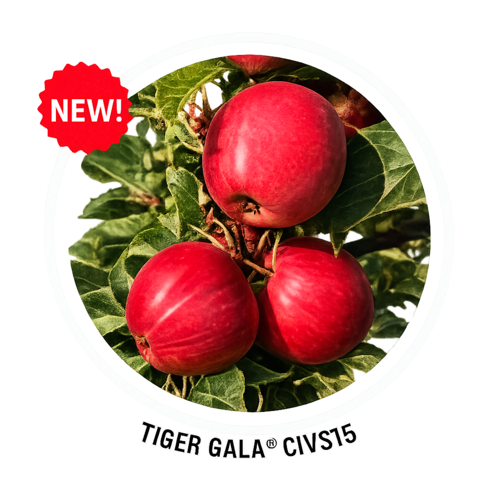Tiger Gala apple