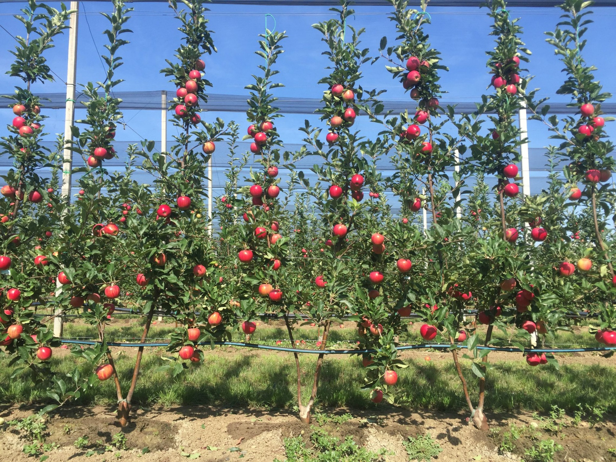 Kashmir Agriventures Bibaum orchard at Zazna Ganderbal