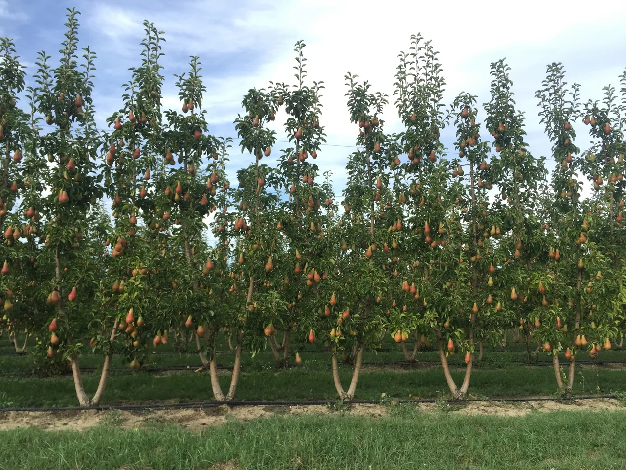 Pears