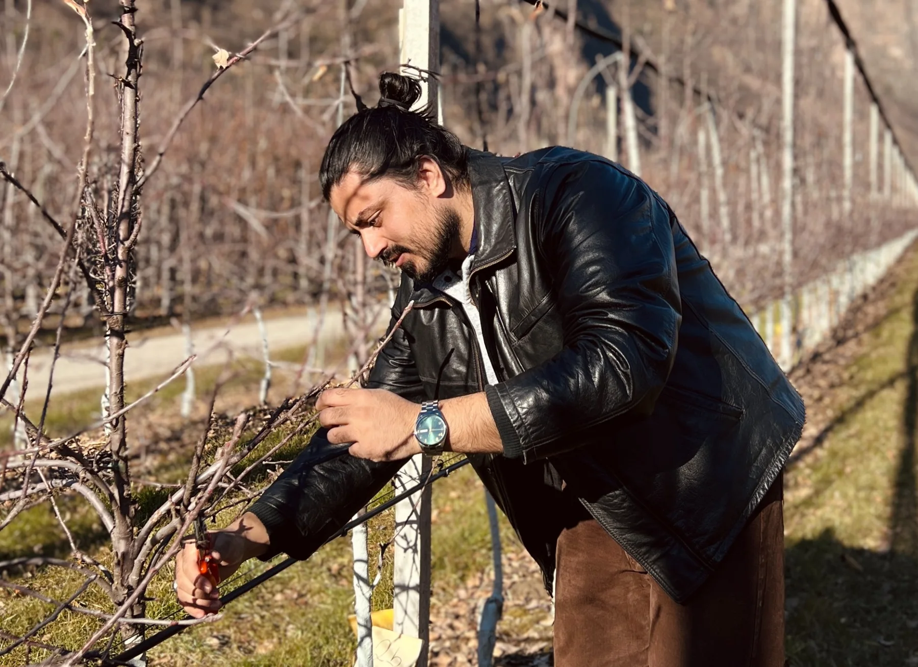 Hamayun Shabir working with orchard trees