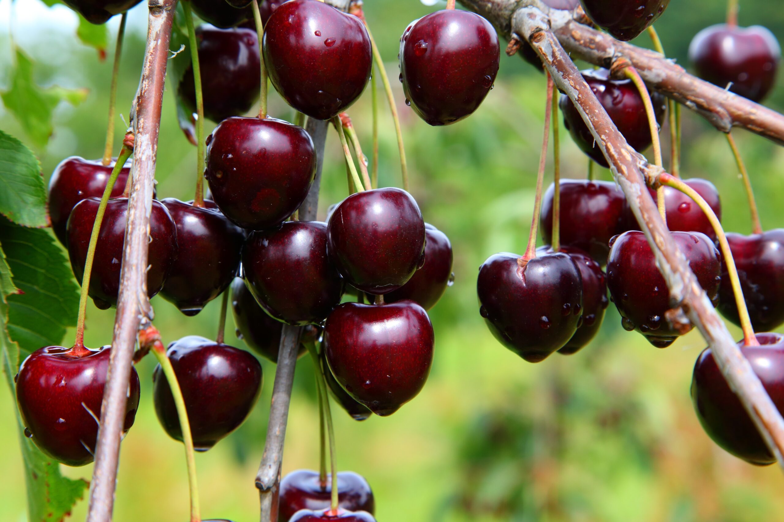Cherry Cultivation