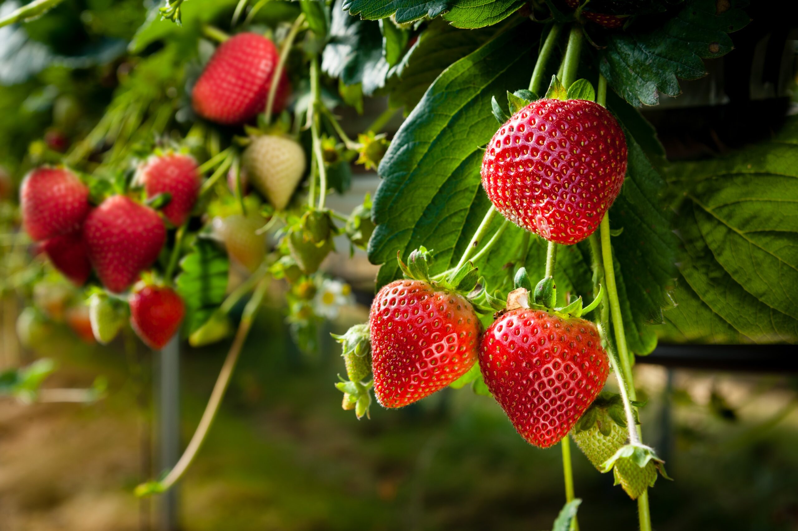 Advanced Strawberry Cultivation